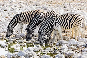 Namibia Prints: Zebras at a waterhole in Etosha National Park, Namibia
